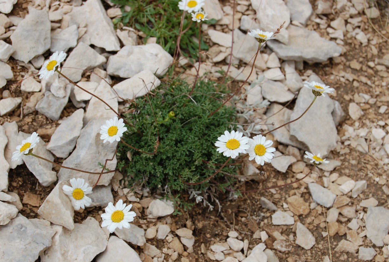 Asteracee dalla Majella